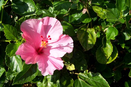 Flower hibiscus nature