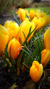 Yellow blossom bloom