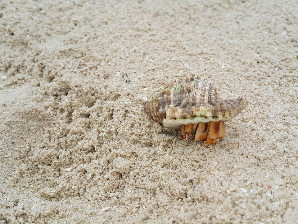 Tropical sea sandy beach photo