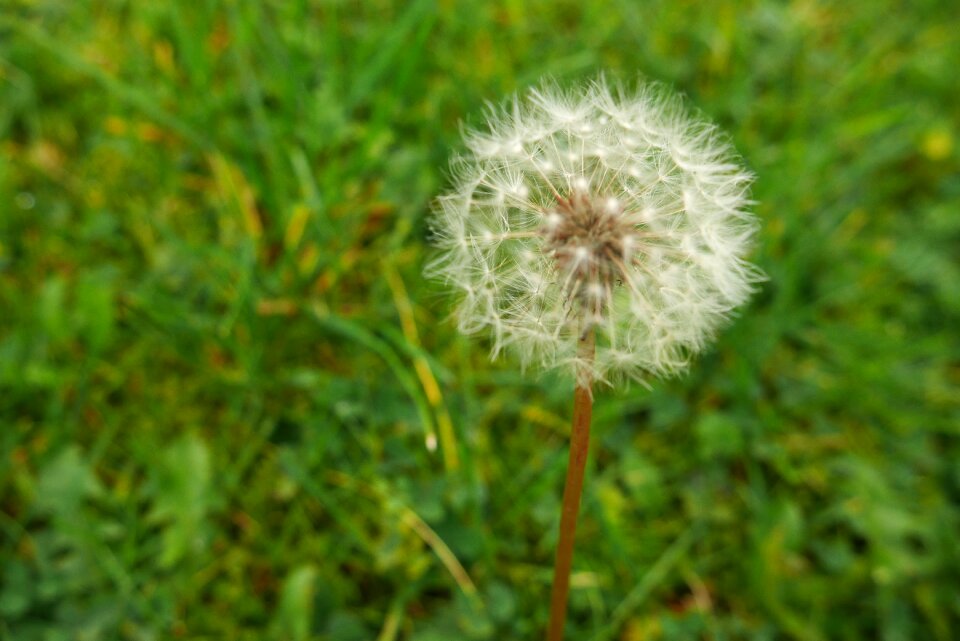 Spring nature summer