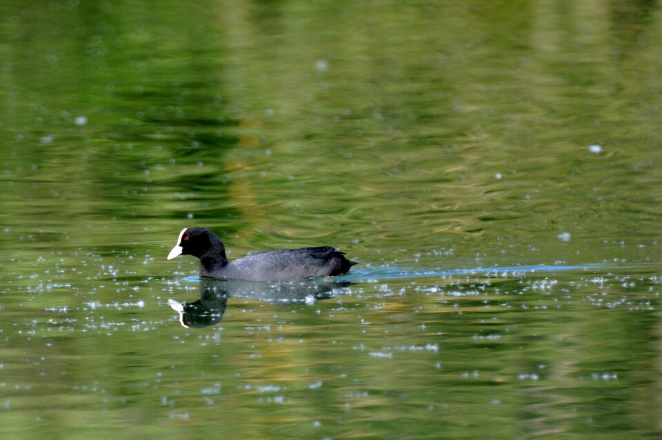 Duck water animals