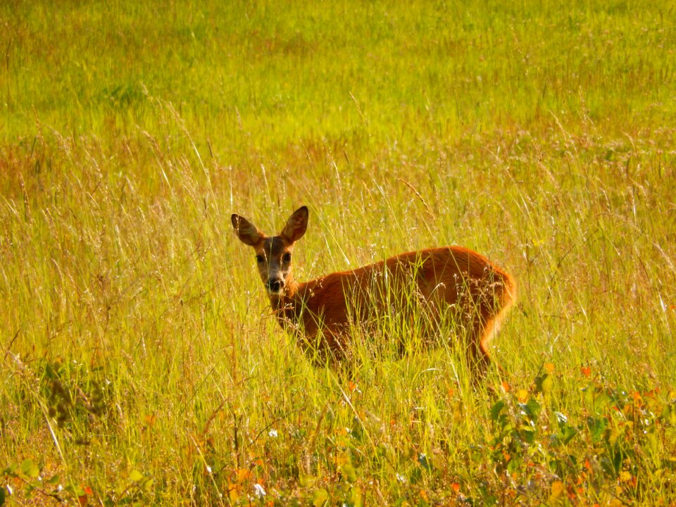 Graze nature mammal