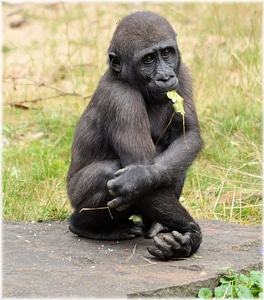 Monkey monkeys holland