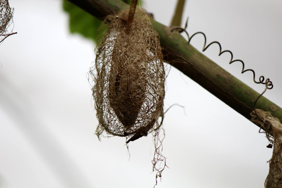 Cocoon pupal stage butterfly
