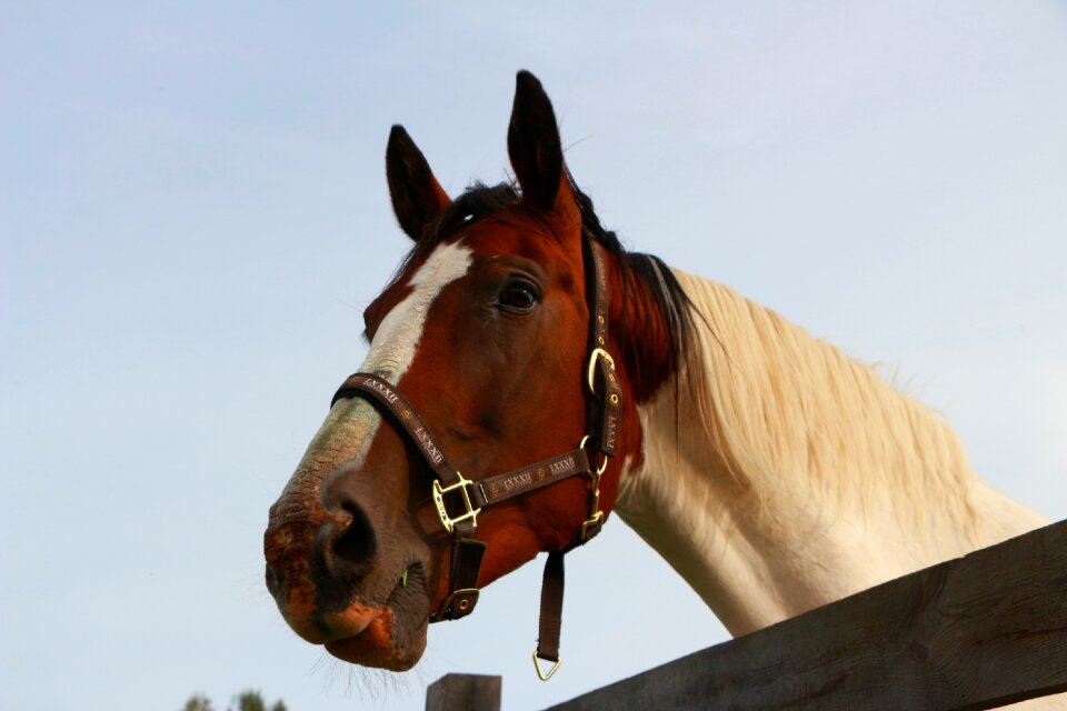 Horse head low angle
