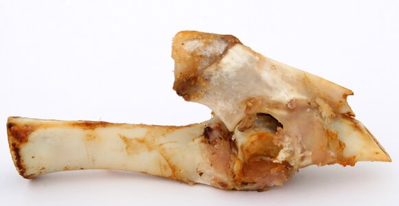 Bone canine chew photo