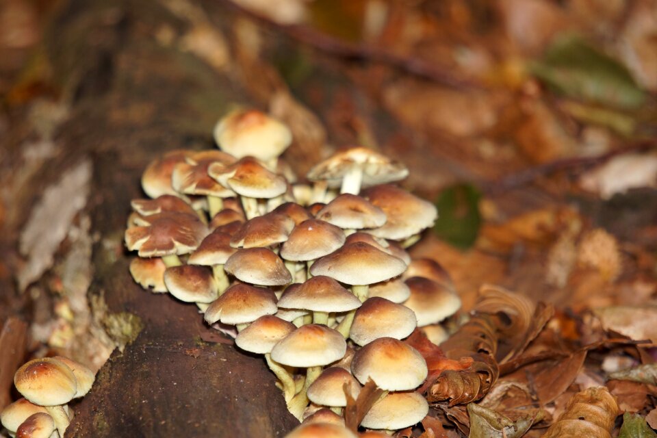 Mushrooms leaves nature