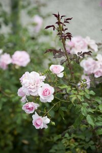 Blossom bloom pink