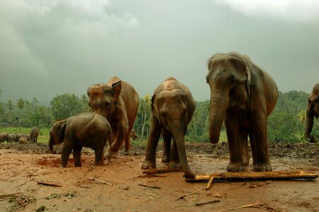 Wild big wildlife