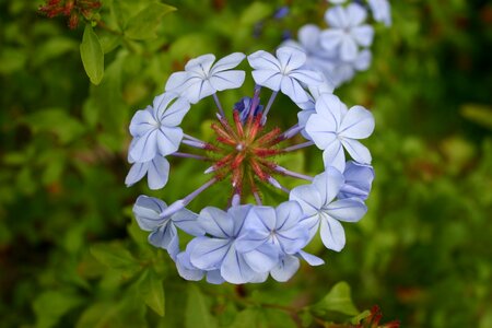 Flower blue garden