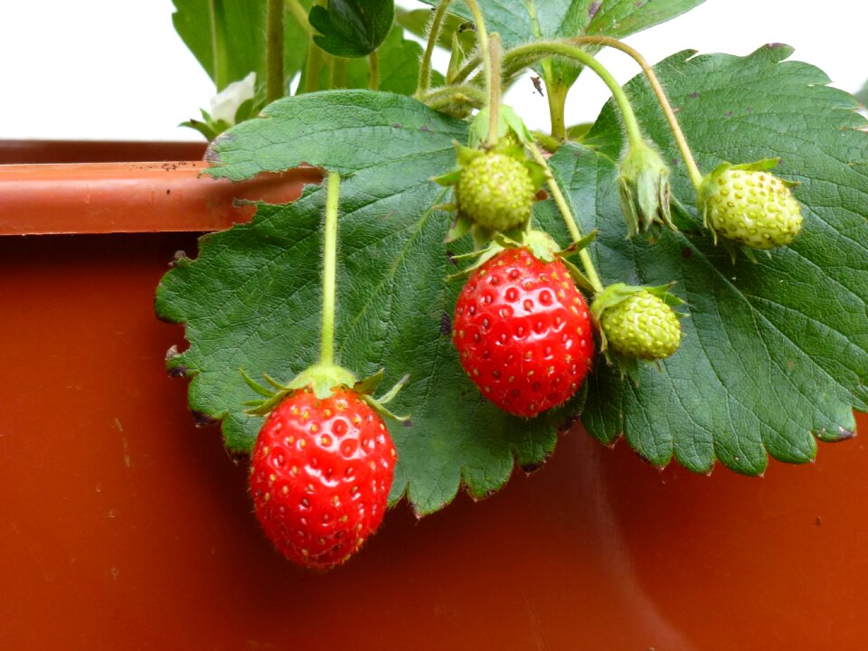 Fruit strawberry red fruits