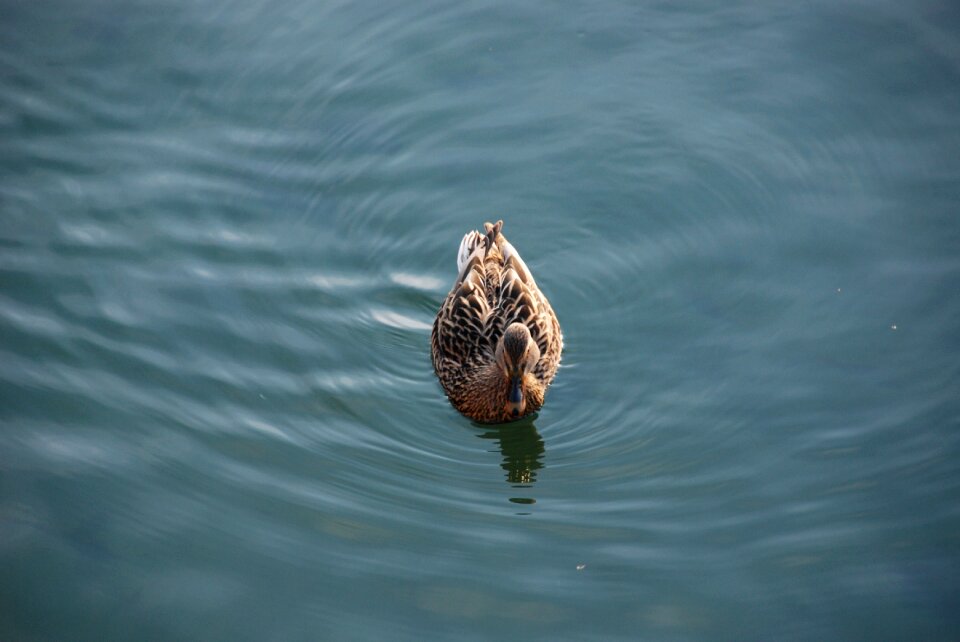 Duck water bird