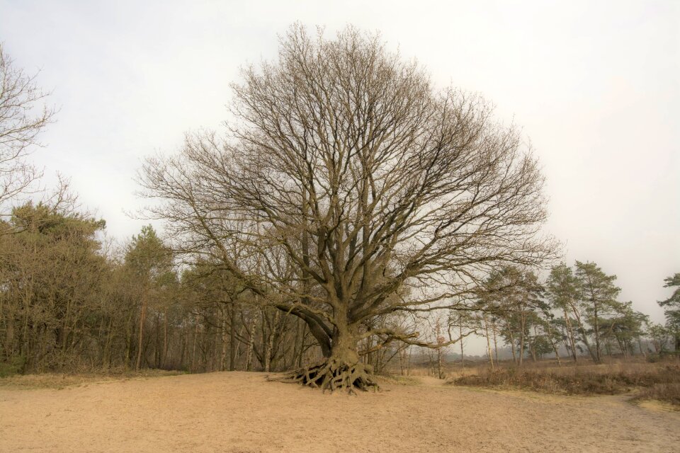 Nature forest dutch landscape