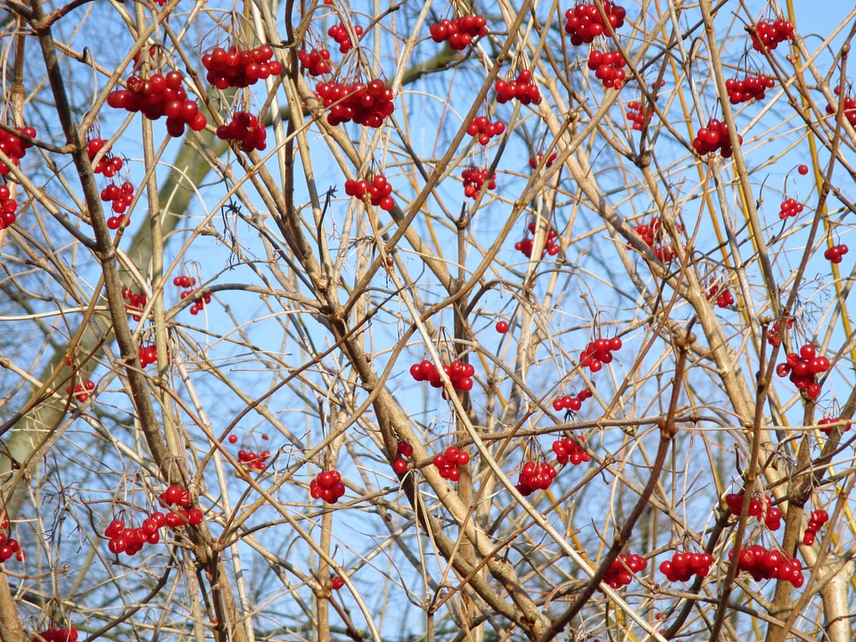 Aesthetic berries red