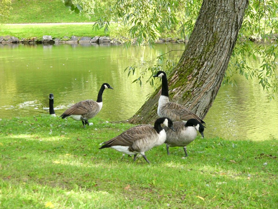 Birds tree water