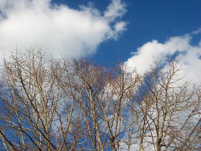Tree nature sky photo