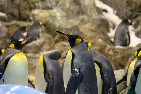 Penguin band large penguins king penguins