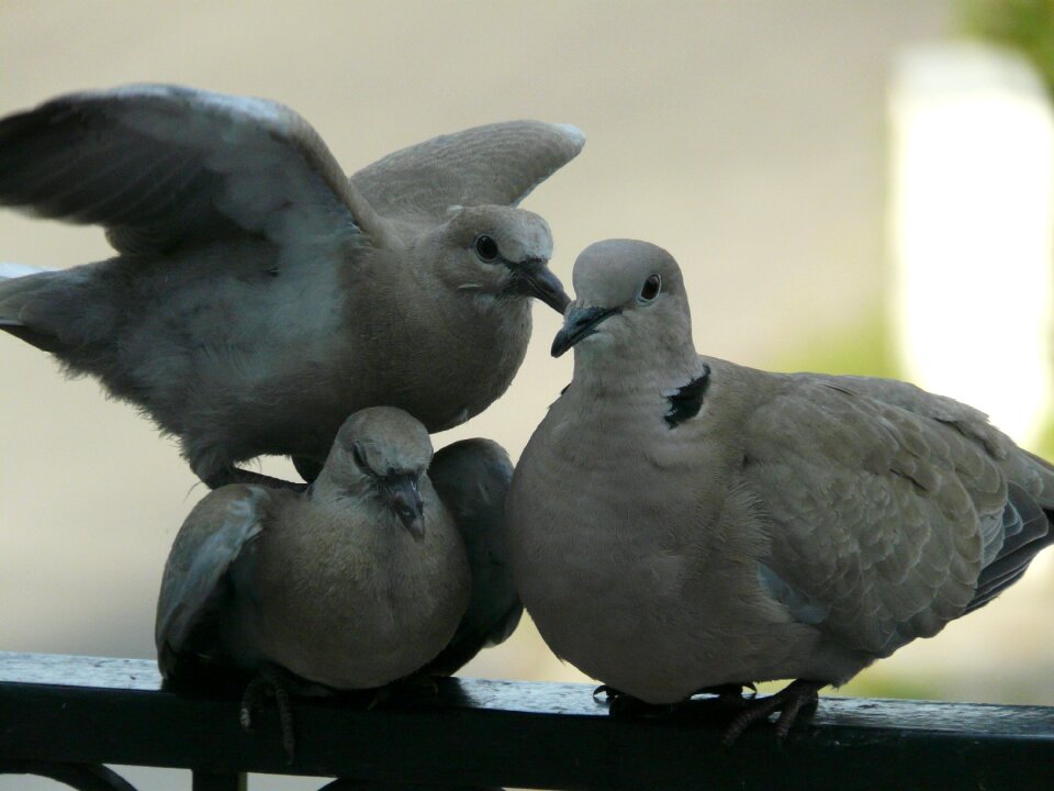 Family a quarrel nature