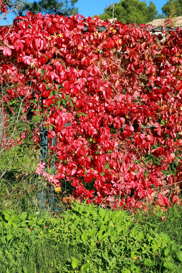Leaves autumn landscape light