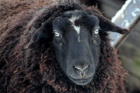 Animals sheep face head