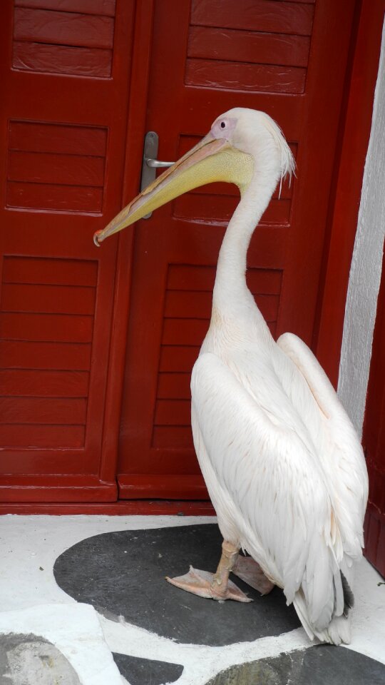 Door bill birds