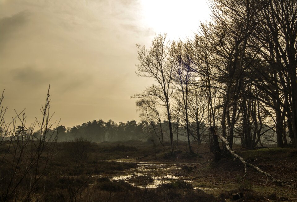 View tree netherlands