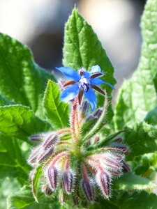 Bloom blue flower cocoons