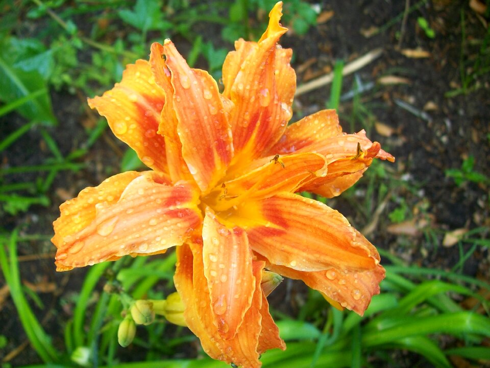 Orange lily flower spring