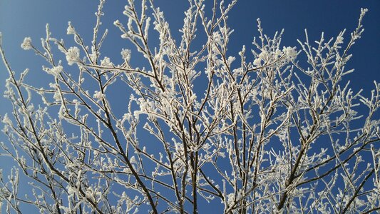 Snow branches frigid cold photo