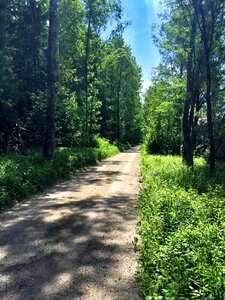 Forest path sunny landscape photo