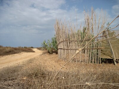 Dune landscape protection wind protection photo
