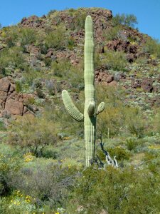 Cactus desert arizona photo