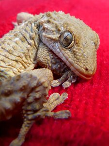 Lizard reptile stalking