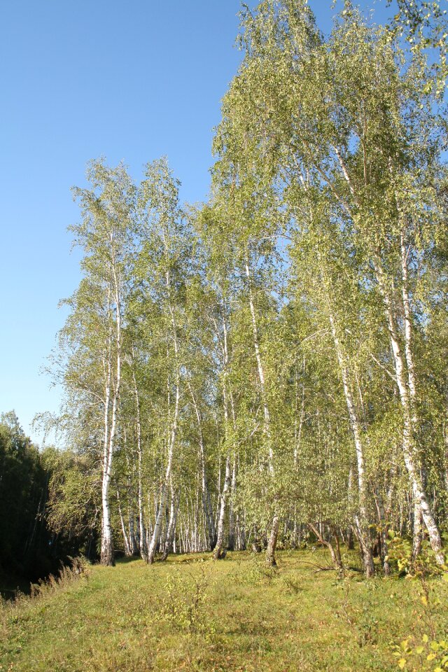 Tree green tree trunks photo