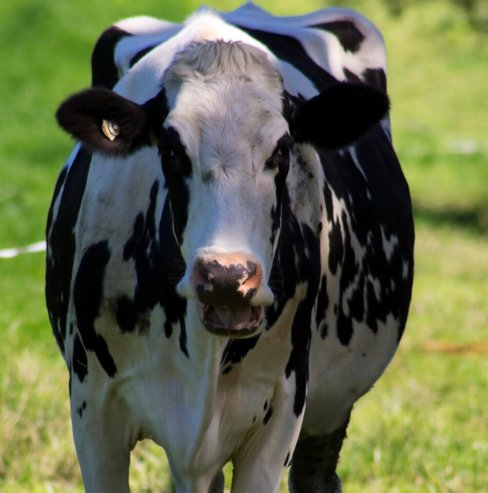 Farm cattle agriculture