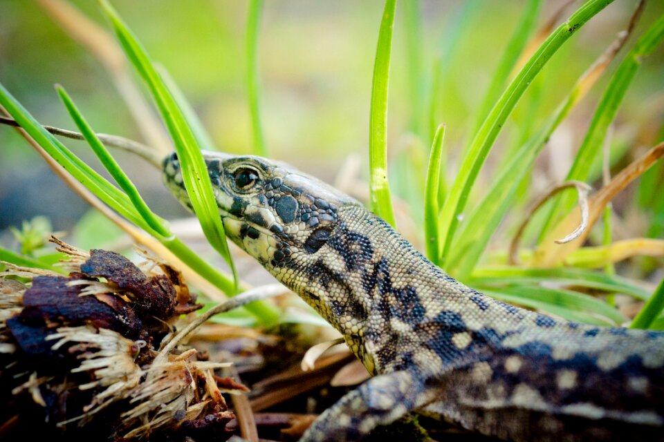 Reptile lizard animal