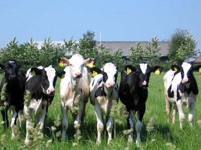 Farm agriculture dairy photo