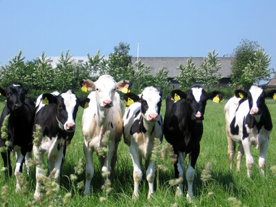Farm agriculture dairy