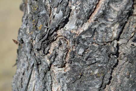 Knot wood trunk photo
