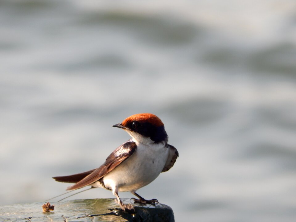 Animals red head wild