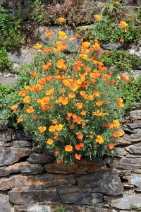 Eschscholzia california wall orange
