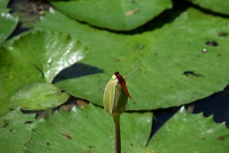 Leaf water photo