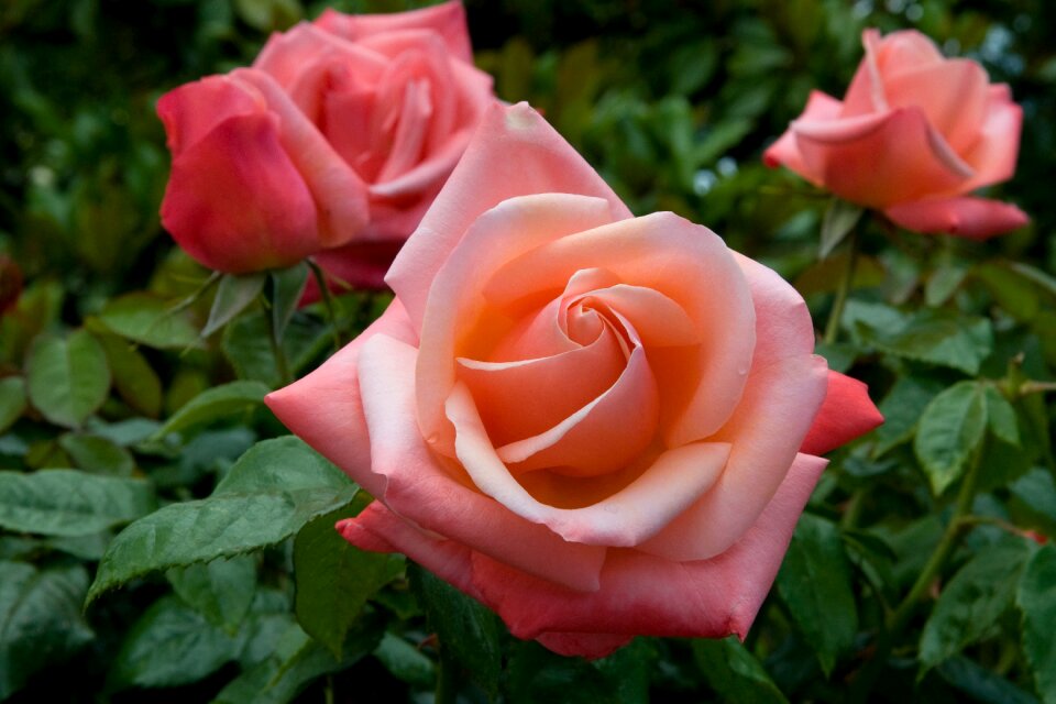 Flower rose light red