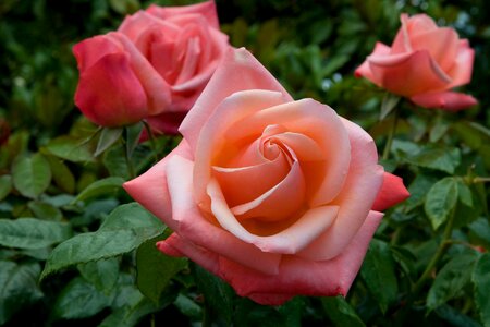 Flower rose light red