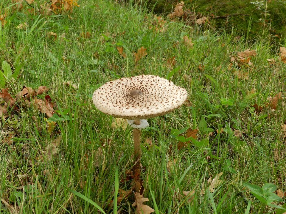 Parasol mushroom mushroom Free photos