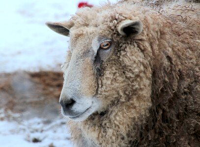 Nature wool livestock
