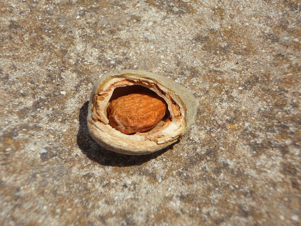 Fresh seeds almond harvest