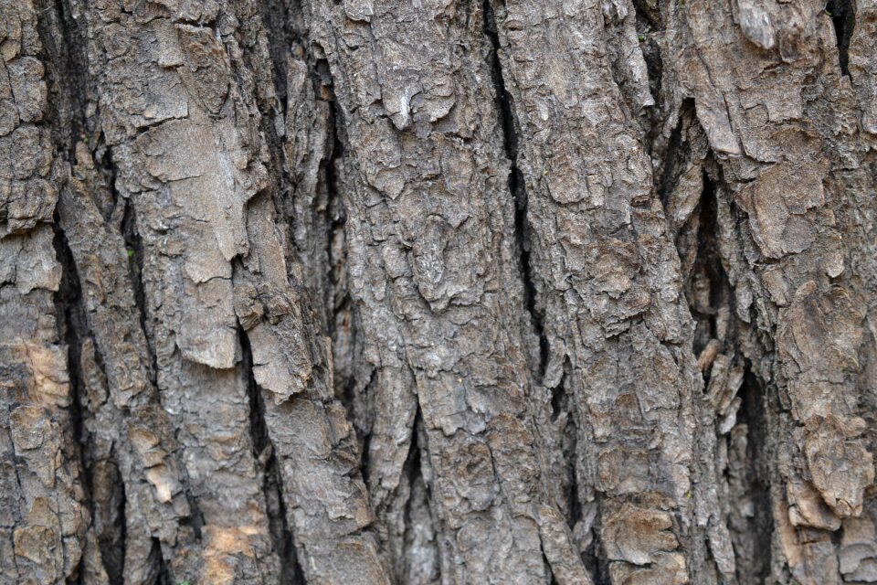 Tree forest trunk