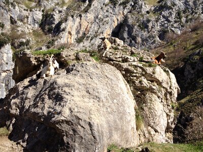 Mountain ibex horns photo