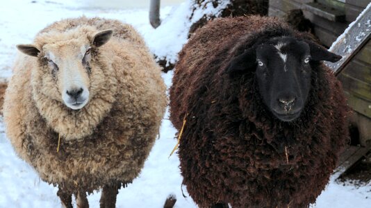 Black livestock wool photo